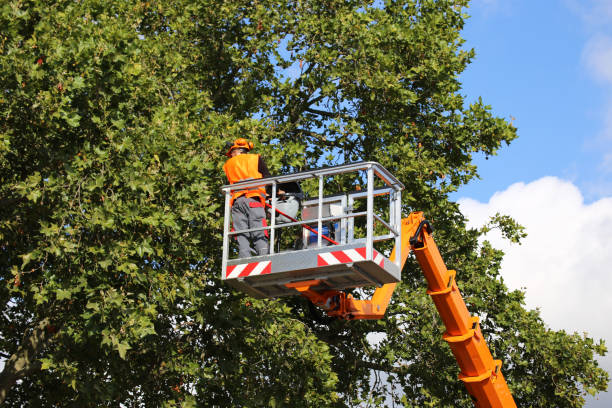 Best Tree Maintenance Programs  in Nocatee, FL
