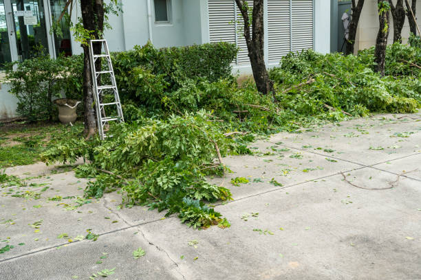 Best Fruit Tree Pruning  in Nocatee, FL