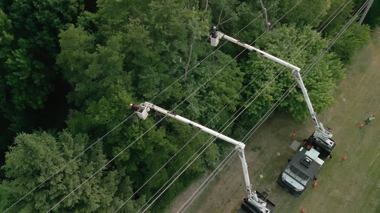 Professional Tree Removal in Nocatee, FL
