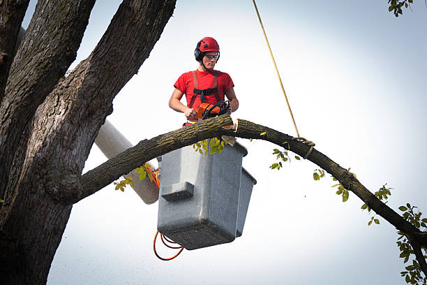 How Our Tree Care Process Works  in  Nocatee, FL