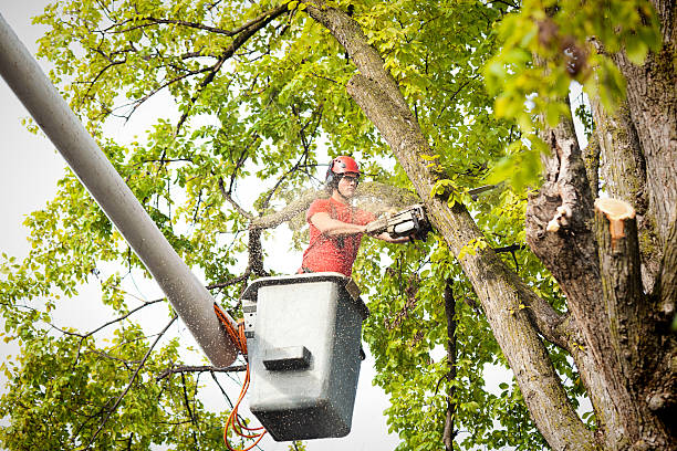 Nocatee, FL Tree Removal Pros