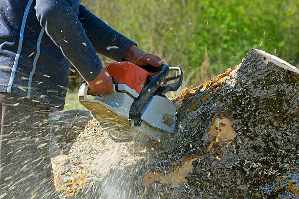 Best Arborist Consultation Services  in Nocatee, FL