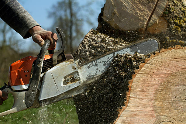 Best Tree Mulching  in Nocatee, FL